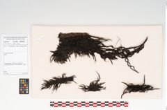 Foto von Textil (NHMW-PRAE-126323)